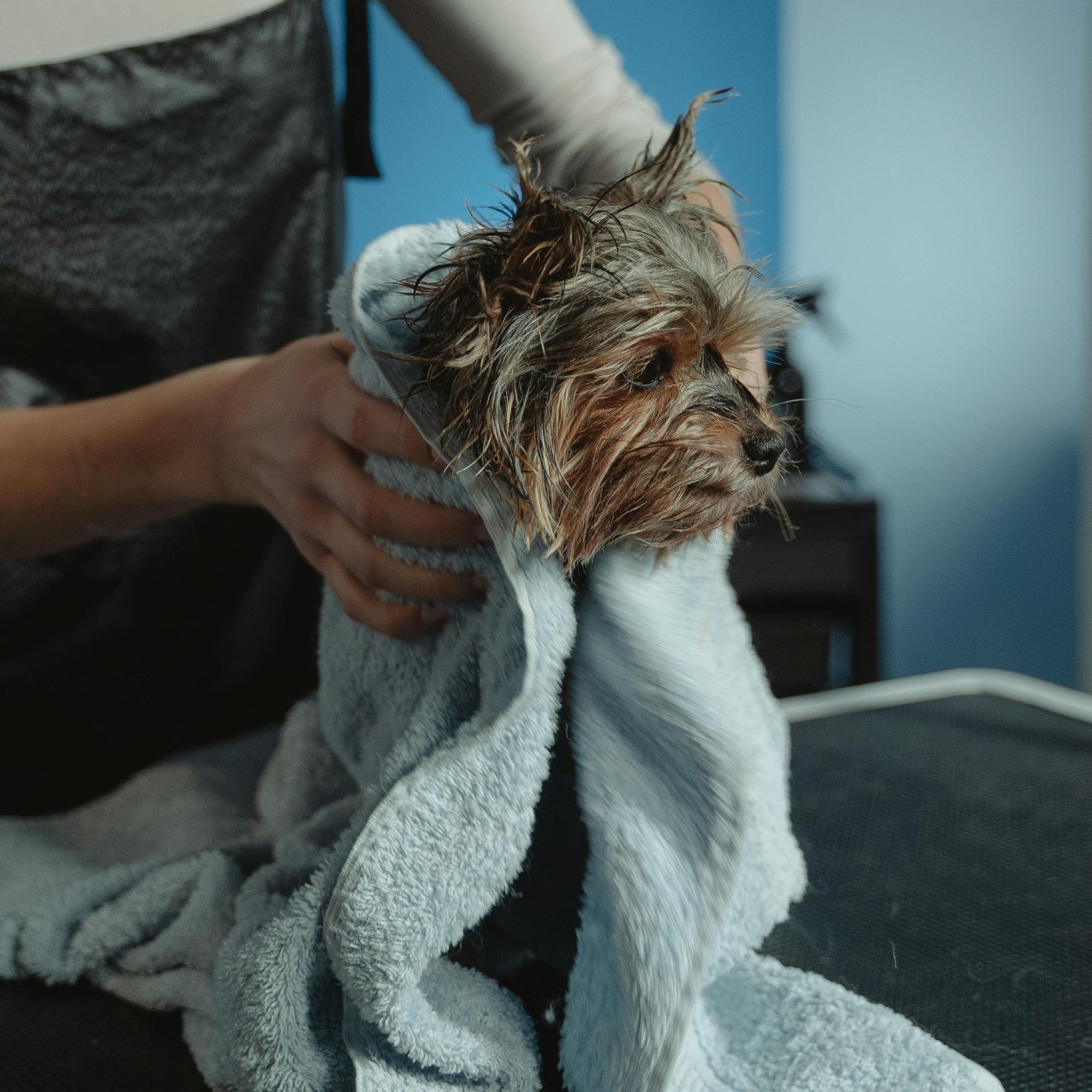 A person is wrapping a small dog in a towel.