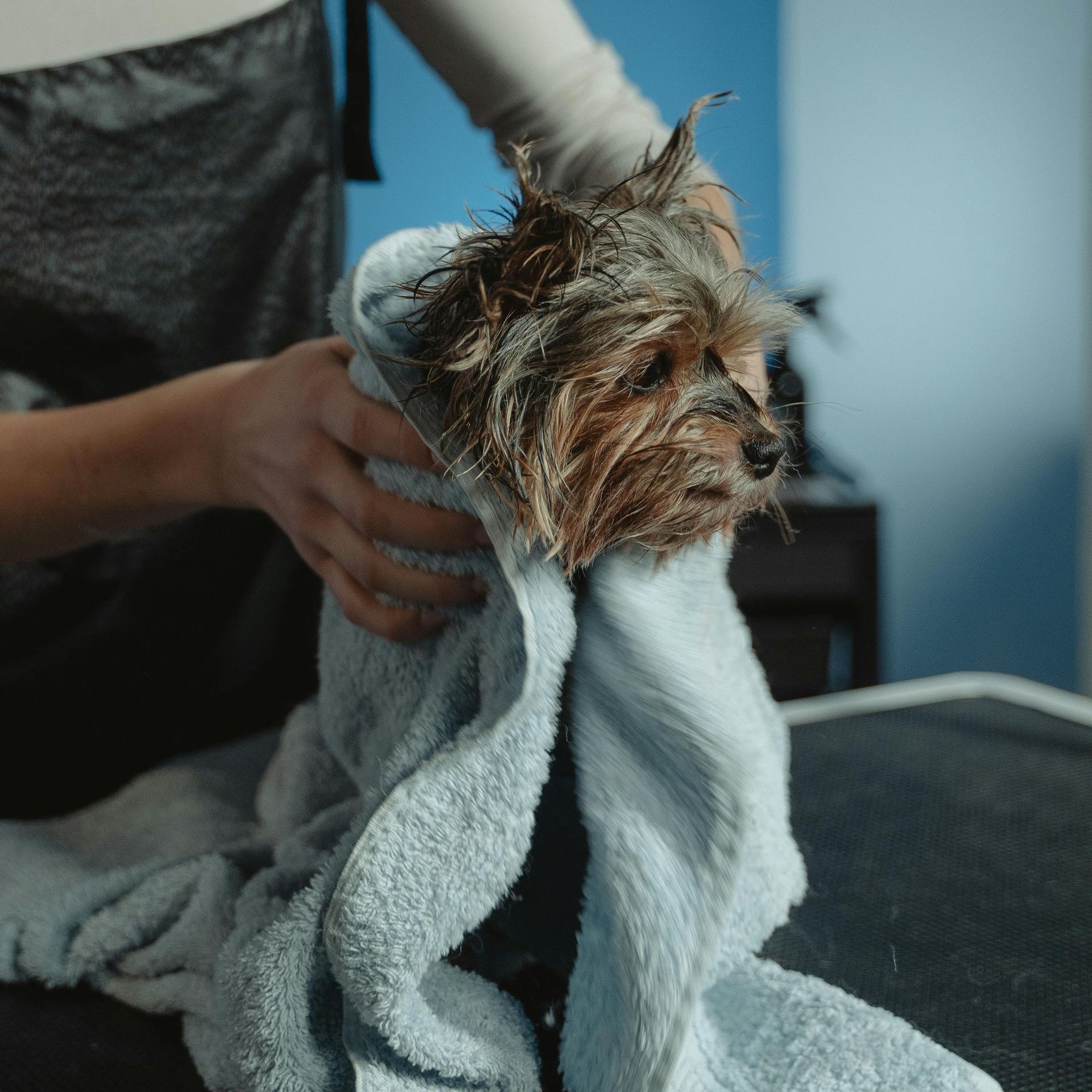 A person is wrapping a small dog in a towel