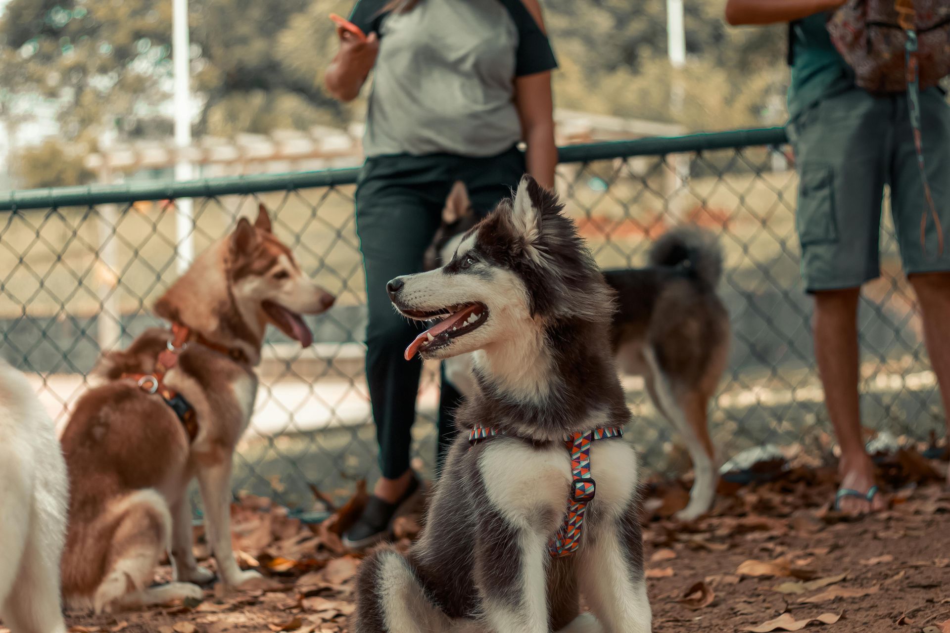 A husky dog is sitting in the middle of a group of dogs.