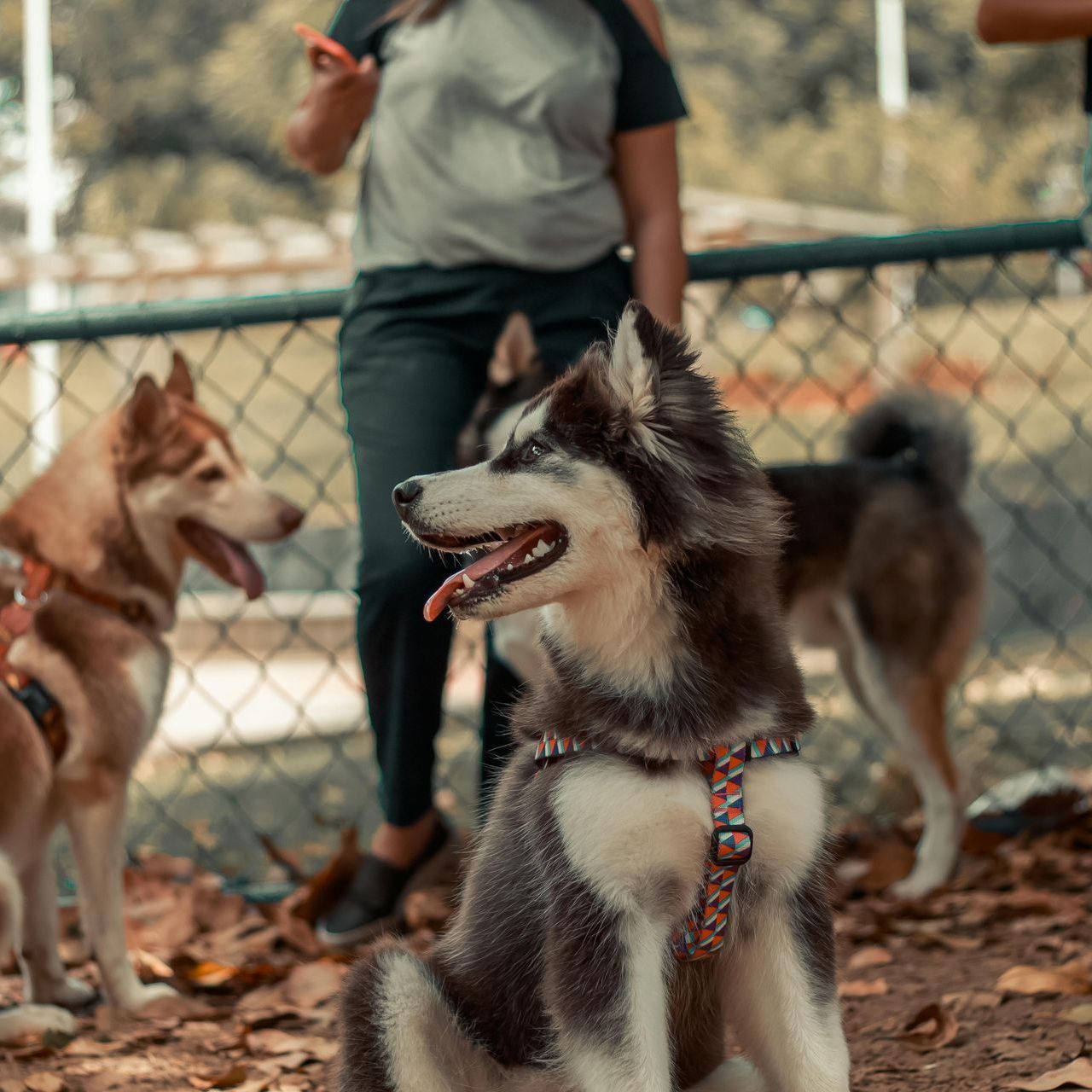 A husky dog is sitting in front of a chain link fence.