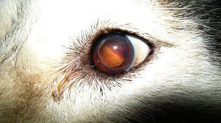 Ophthalmo Pet