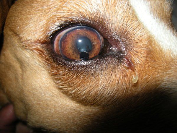 Ophthalmo Pet