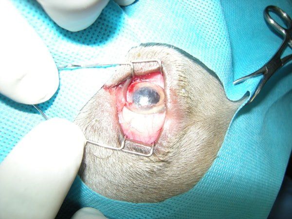 Ophthalmo Pet