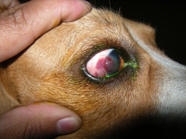 Ophthalmo Pet