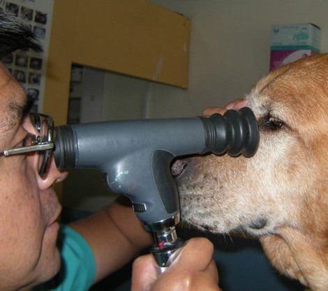 Ophthalmo Pet