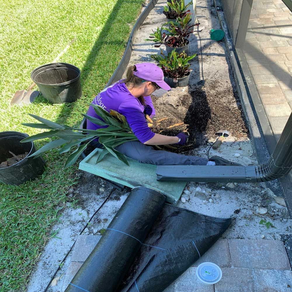 A man in a purple shirt is planting a plant in a garden.