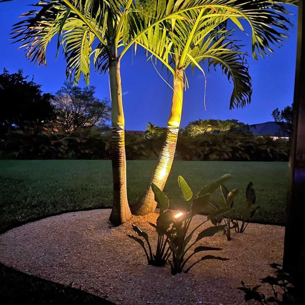 Two palm trees are lit up at night in a garden