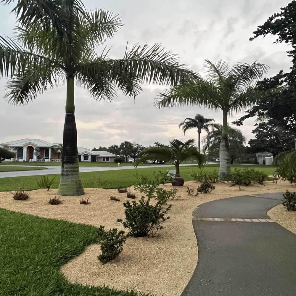 A palm tree is in the middle of a lush green field
