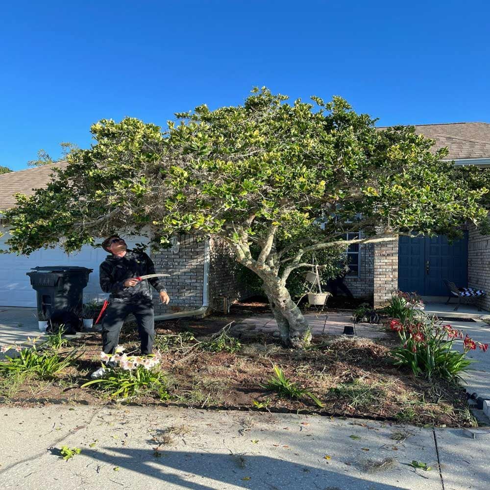 A man is standing in front of a large tree in front of a house.