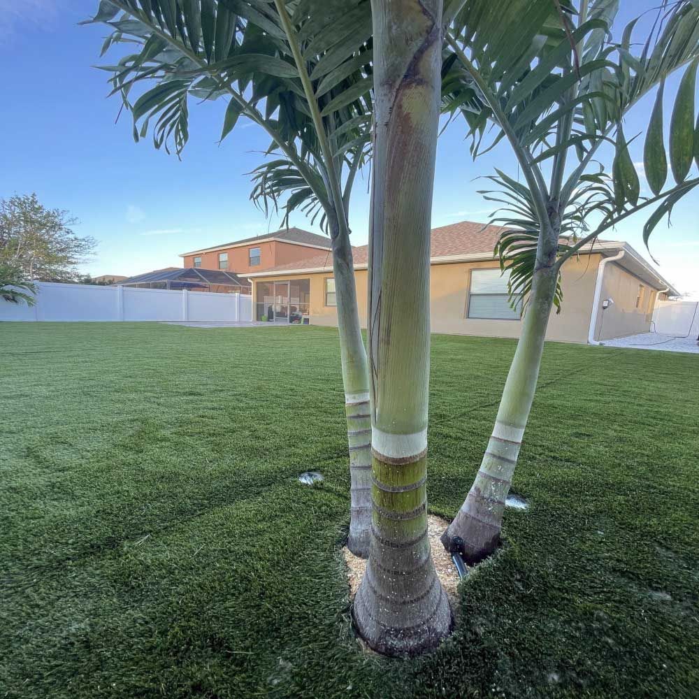 A palm tree in a backyard with a house in the background.