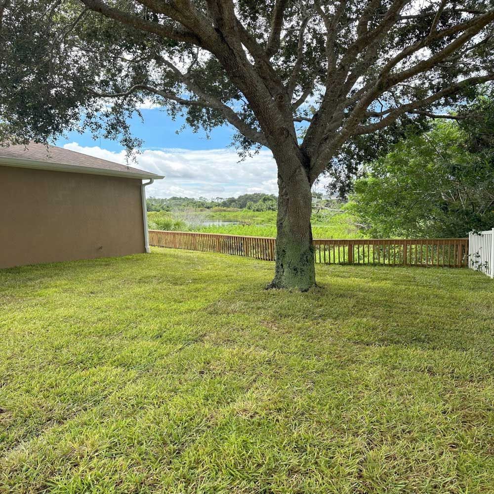 There is a large tree in the middle of a lush green yard.