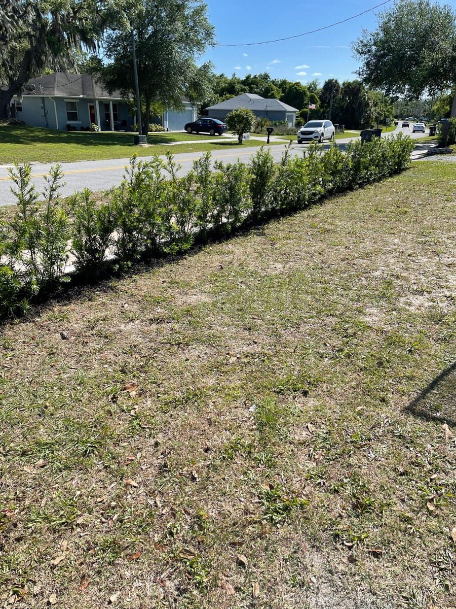 A lawn with a row of bushes and a house in the background.