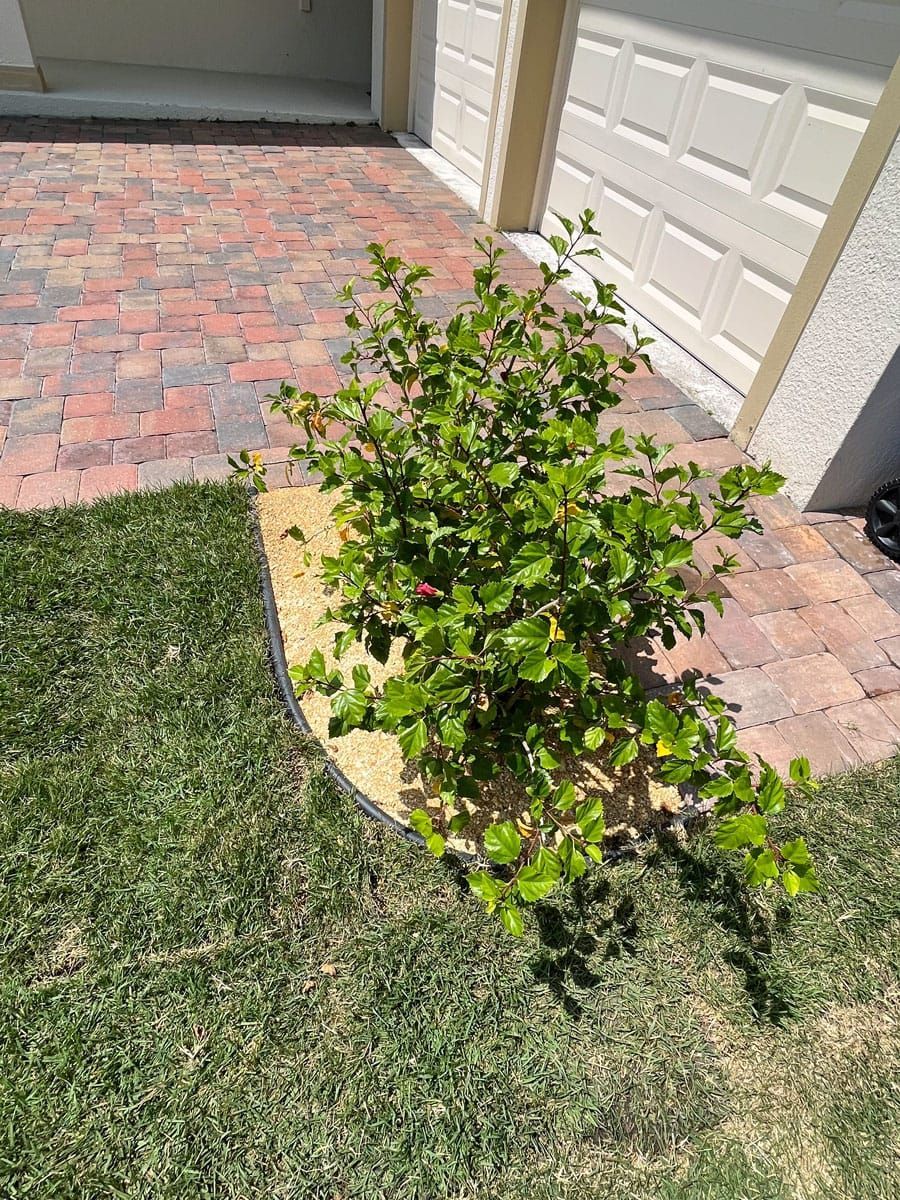 A small plant is growing in the grass in front of a garage door.