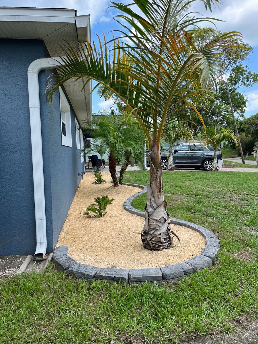 A palm tree is in the middle of a lush green yard next to a house.
