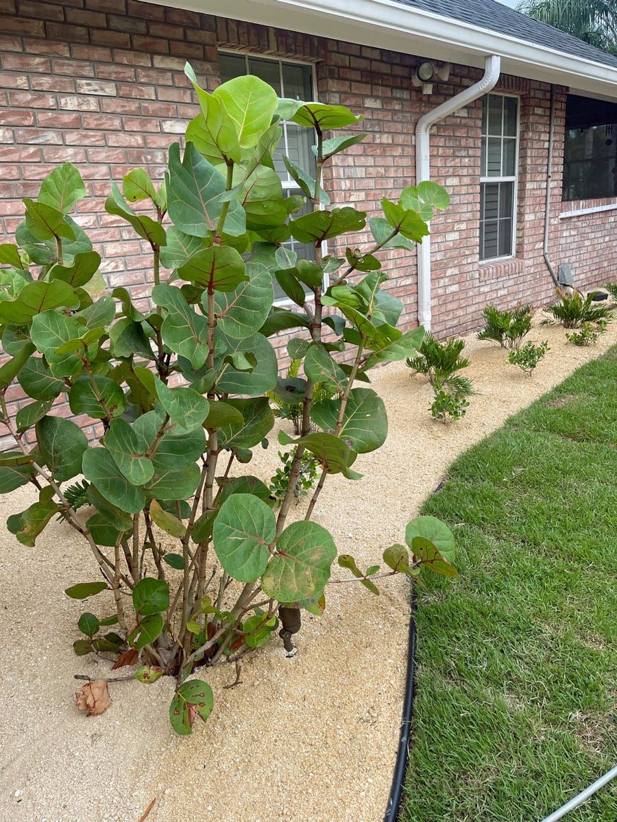 A bush is growing in front of a brick house.