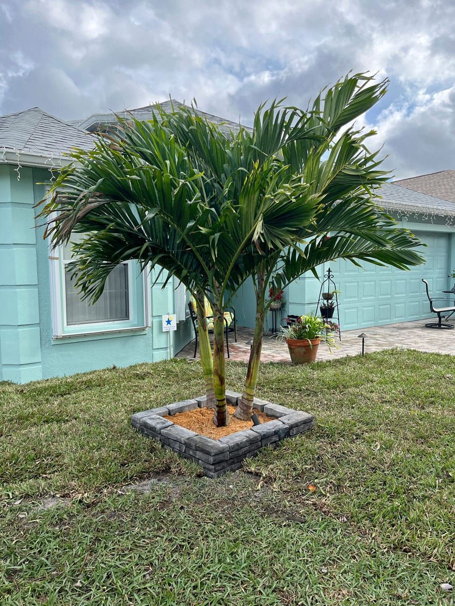 A palm tree in a square planter in front of a house.
