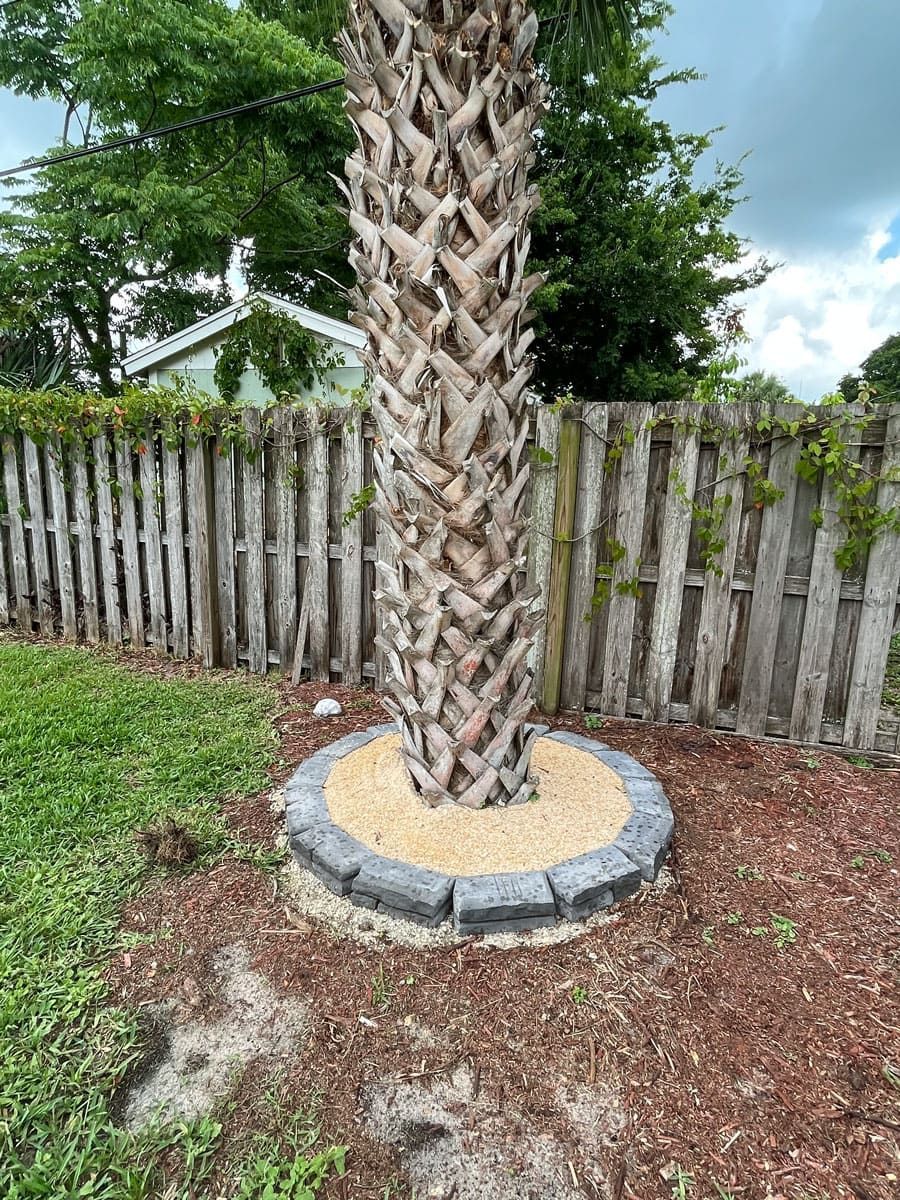 A palm tree is sitting in the middle of a yard next to a wooden fence.