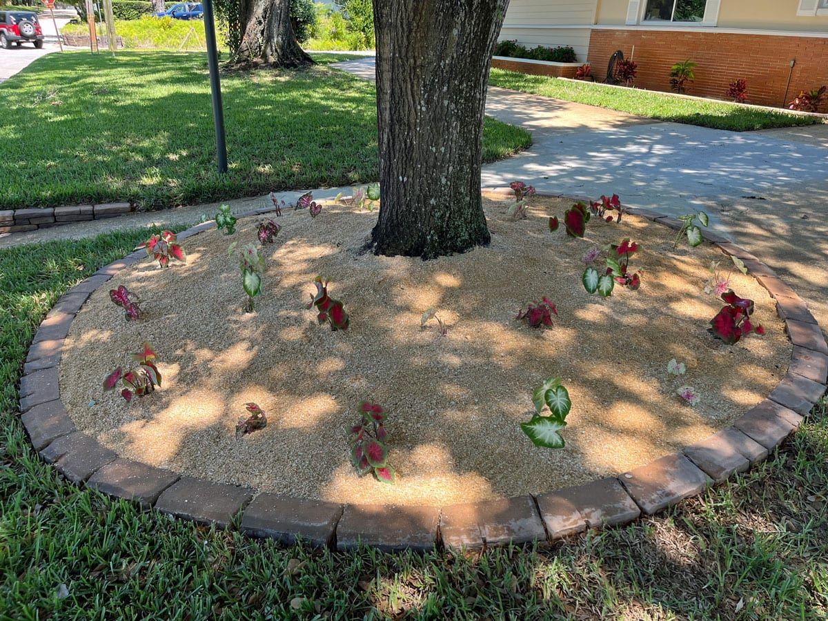 A tree in the middle of a yard with a brick border around it.