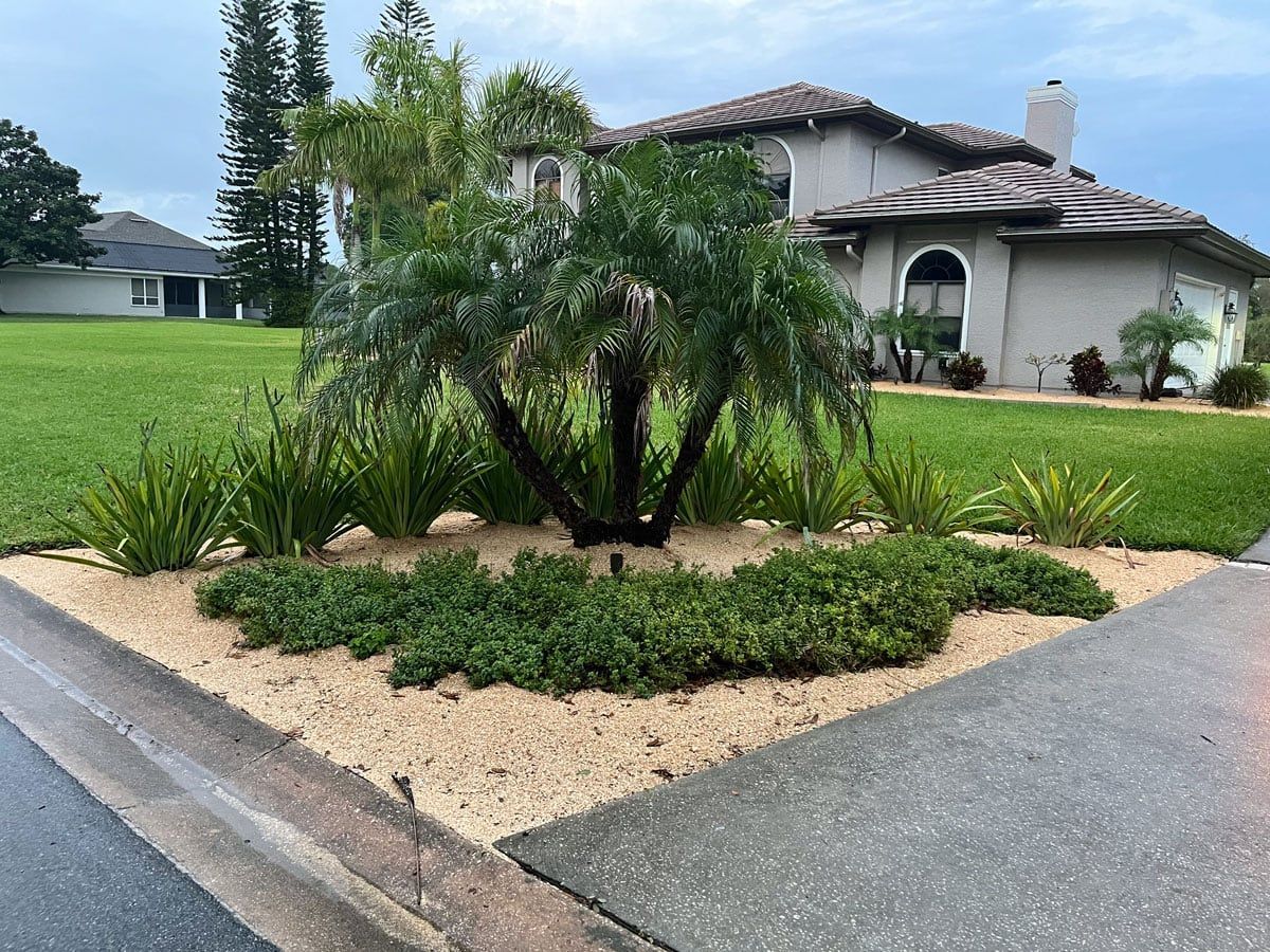 A house with a palm tree in front of it