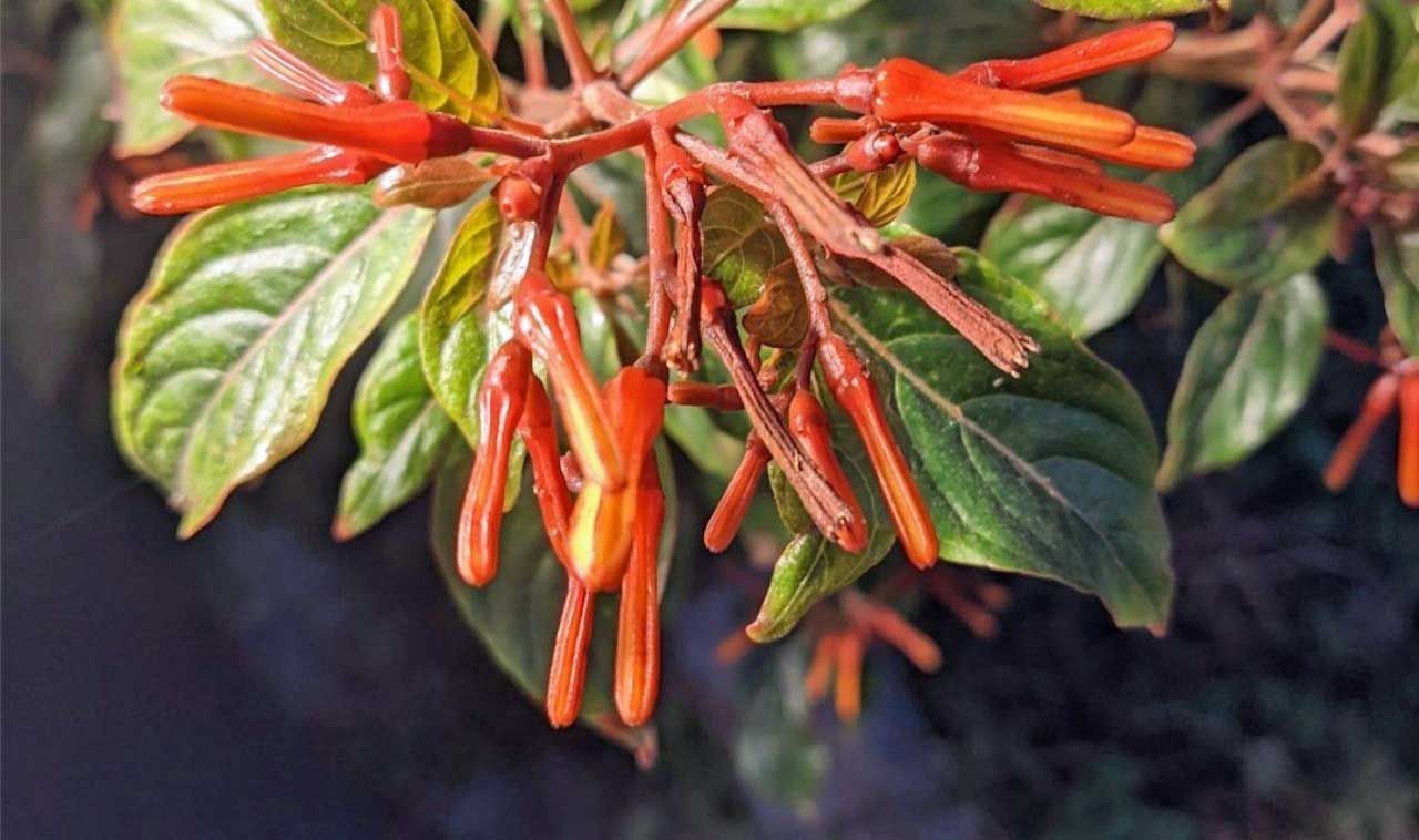 Firebush plant native in Florida. Orange, tubular flowers with green leaves.