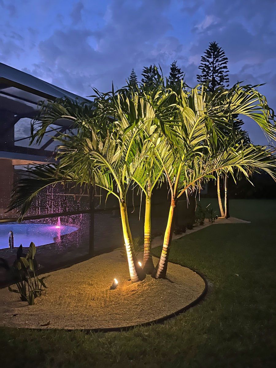 A palm tree is lit up at night in front of a pool.