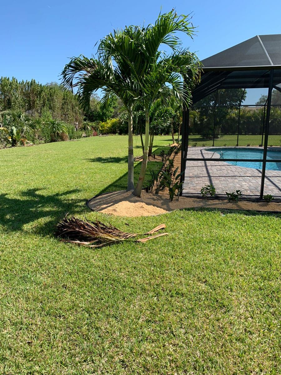 A lawn with a screened in pool and a palm tree in the background.
