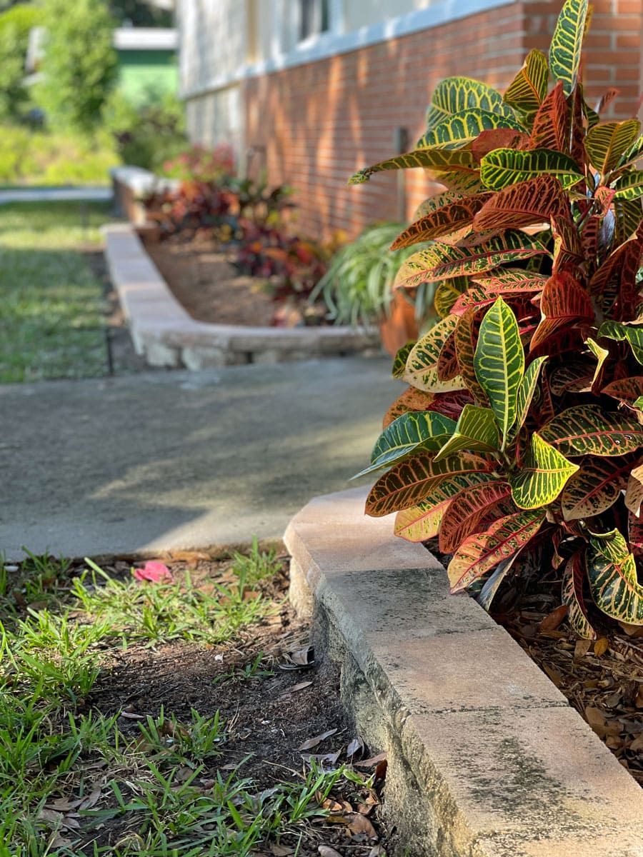 A plant is growing on the side of a sidewalk next to a brick building.