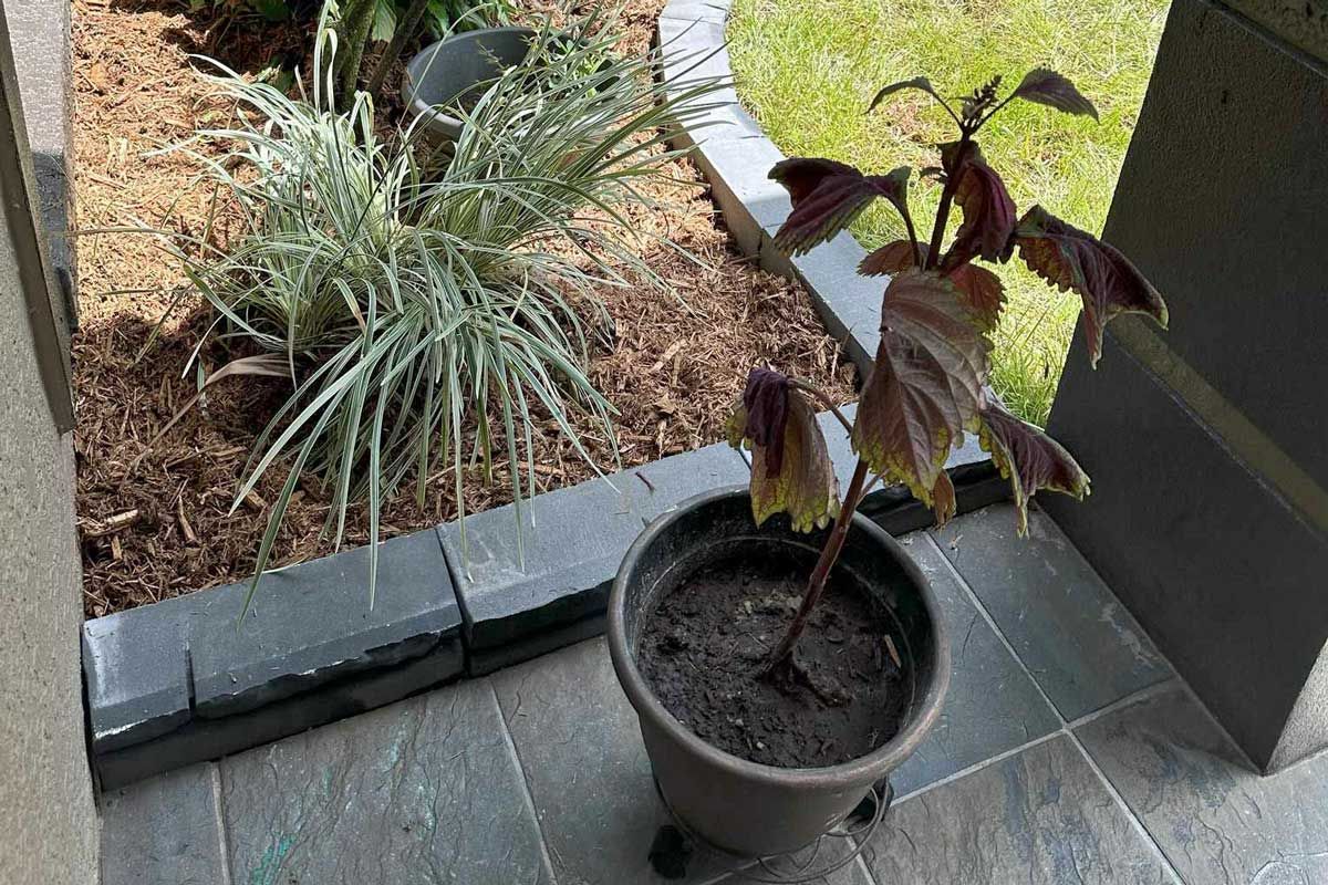 A potted plant is sitting on a tiled floor next to a garden.