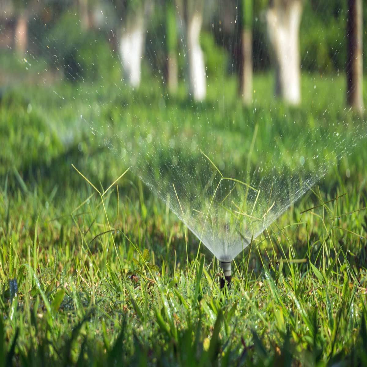 A water sprinkler on a lush green lawn.