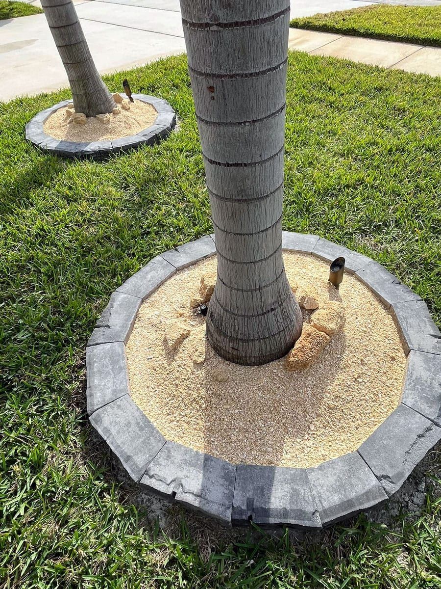 A palm tree is sitting in the middle of a lush green lawn.