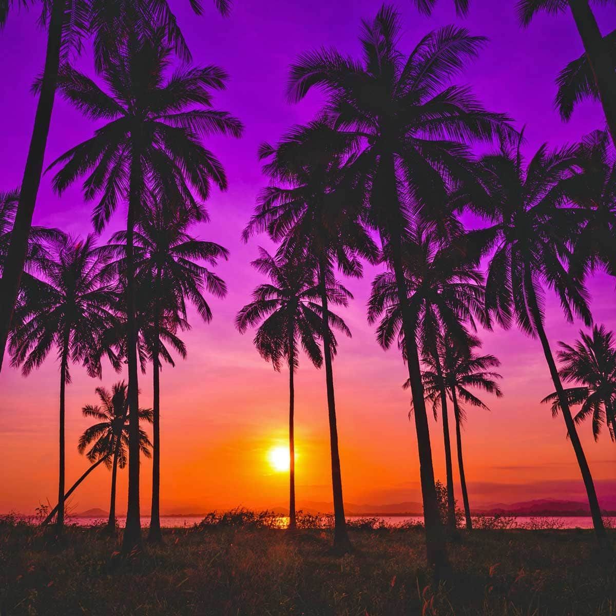 The sun is setting behind a row of palm trees