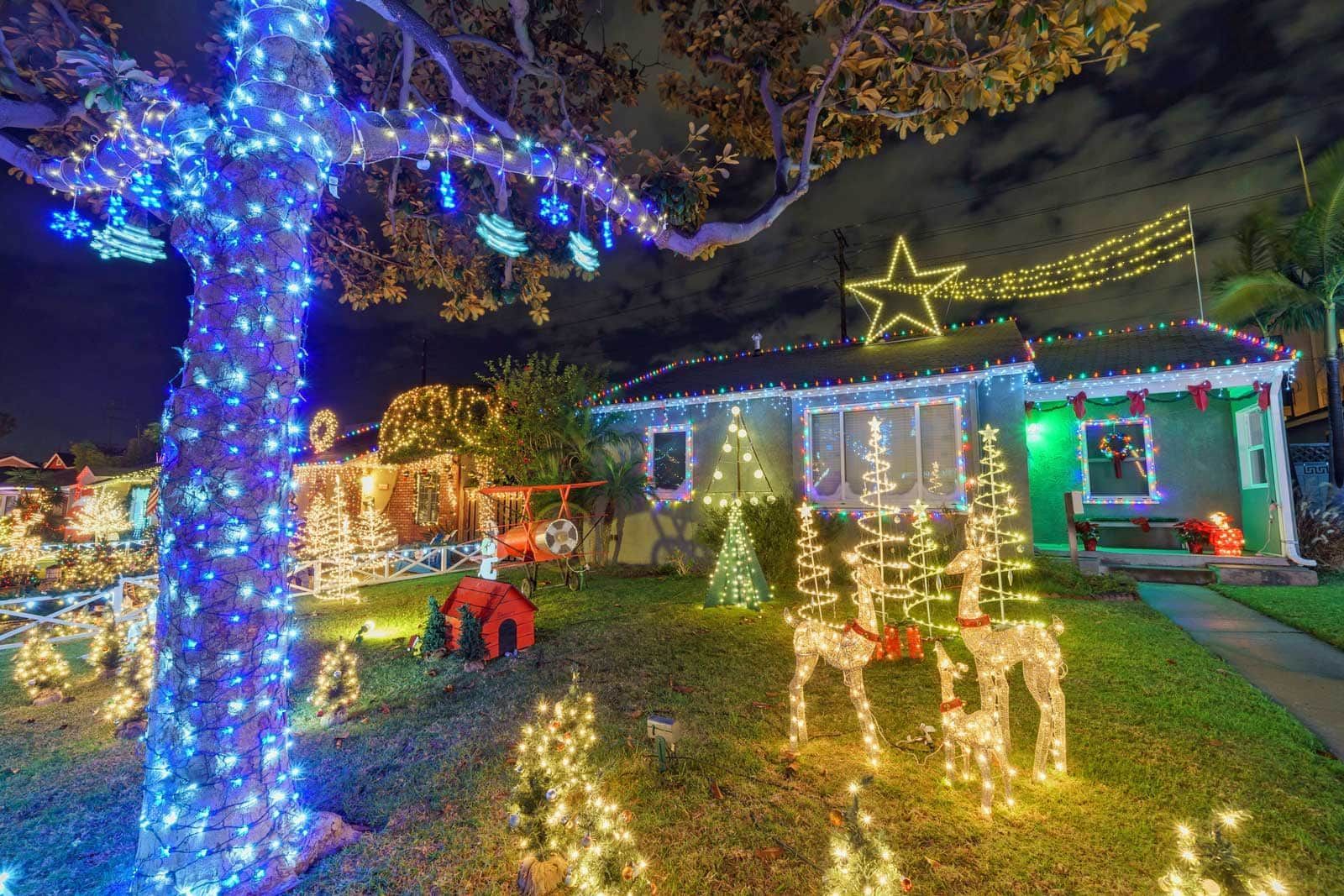 Tropical plants including palm trees and leafy green plants in front of a white building.