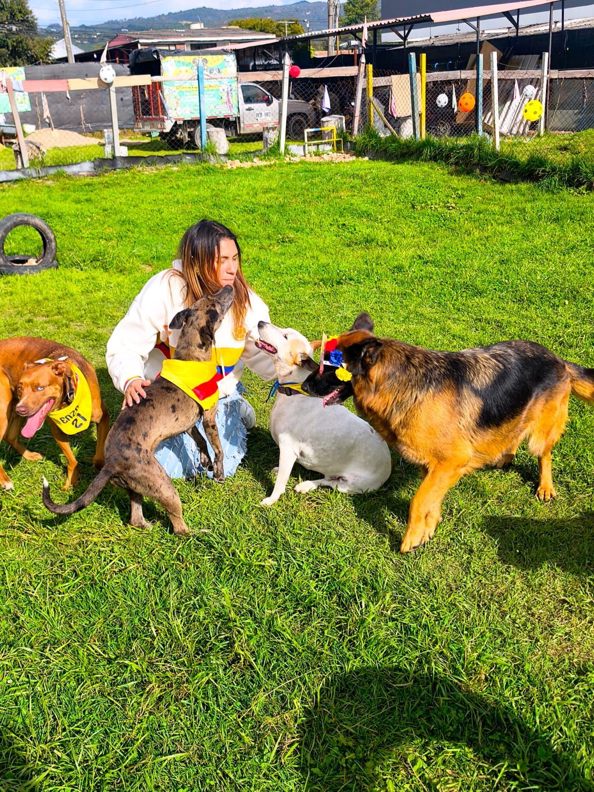 Cuatro perros y una persona sobre el césped, los perros corriendo.