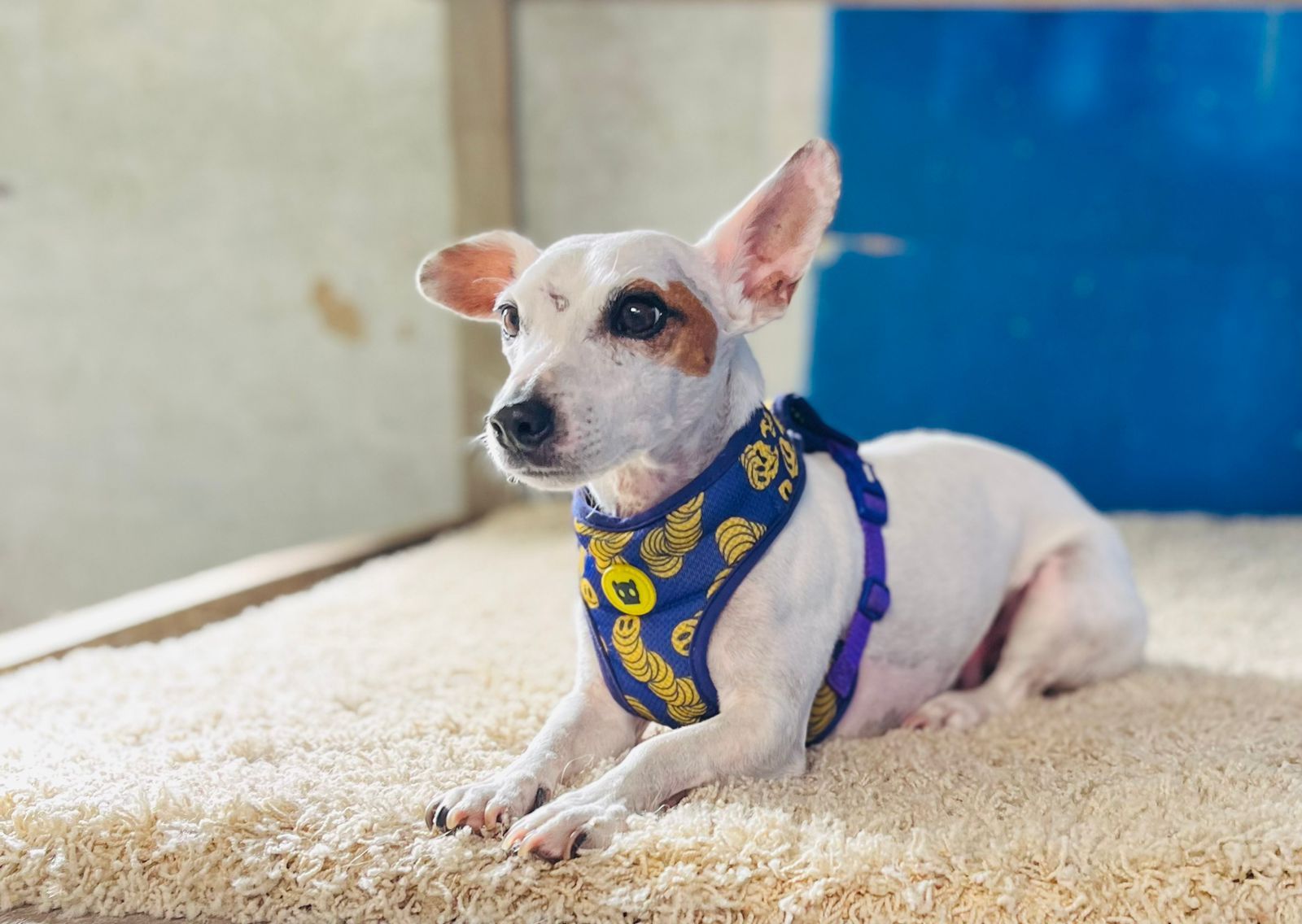 Perro blanco con manchas marrones, con arnés azul, tumbado sobre una alfombra blanca de pelo largo.
