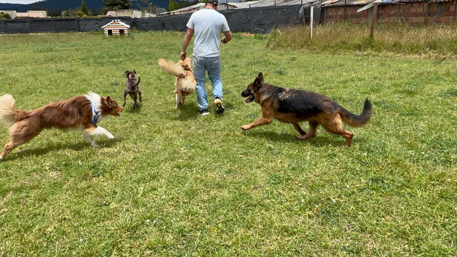 Cuatro perros y una persona sobre el césped, los perros corriendo.