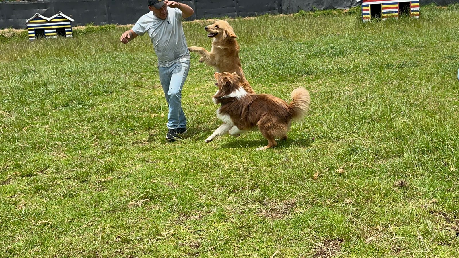 Un hombre juega con dos perros en un campo de hierba; uno dorado, otro marrón y blanco.