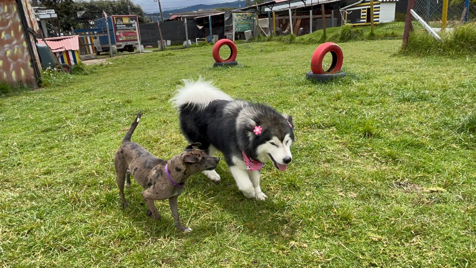 Dos perros jugando en un campo de hierba; un perro grande blanco y negro con accesorios rosas y un perro pequeño sin pelo.