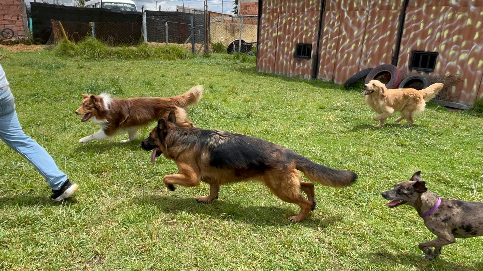 Perros corriendo sobre el césped cerca de una persona; al fondo, un edificio marrón y negro.