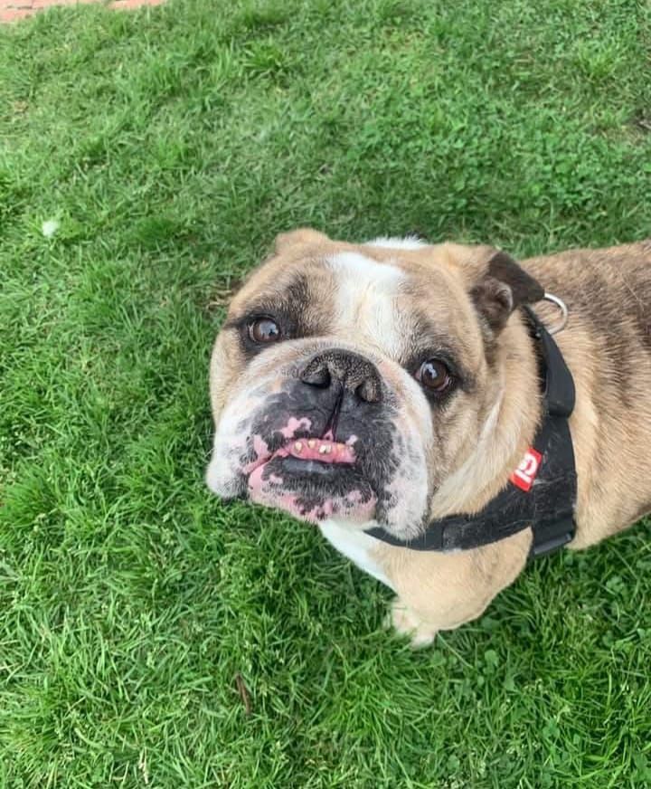 Bulldog inglés con arnés, mirando hacia arriba con la boca ligeramente abierta. De pie sobre el césped.