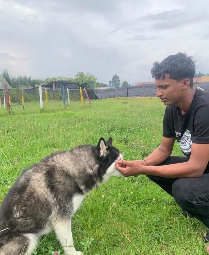 Una persona se agacha para darle una golosina a un perro husky en un campo de hierba.