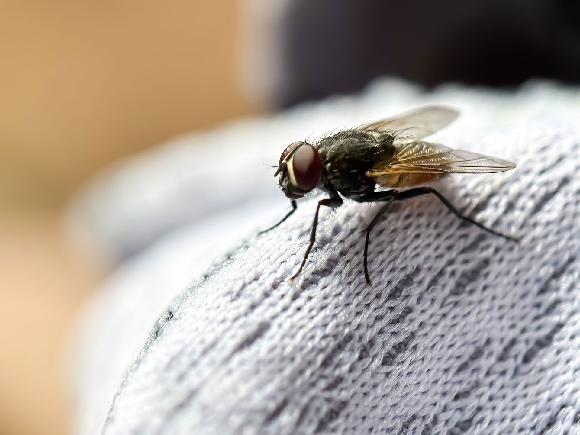 Fly with large red eyes on a white fabric.