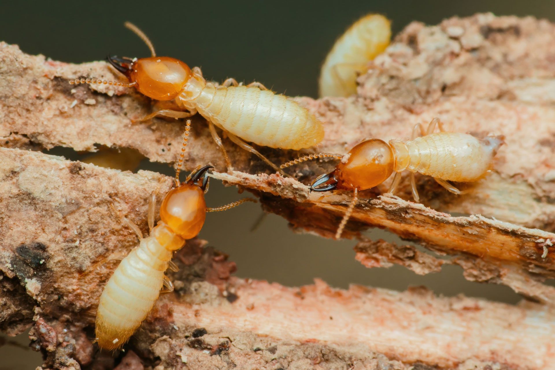 Termites on wood; orange heads, cream bodies, chewing and eating wood.