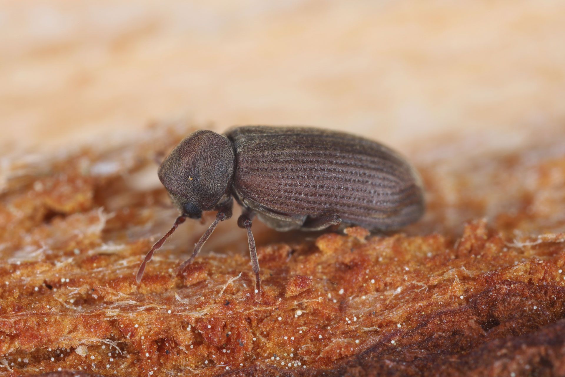 Brown beetle on a rough, textured wooden surface.