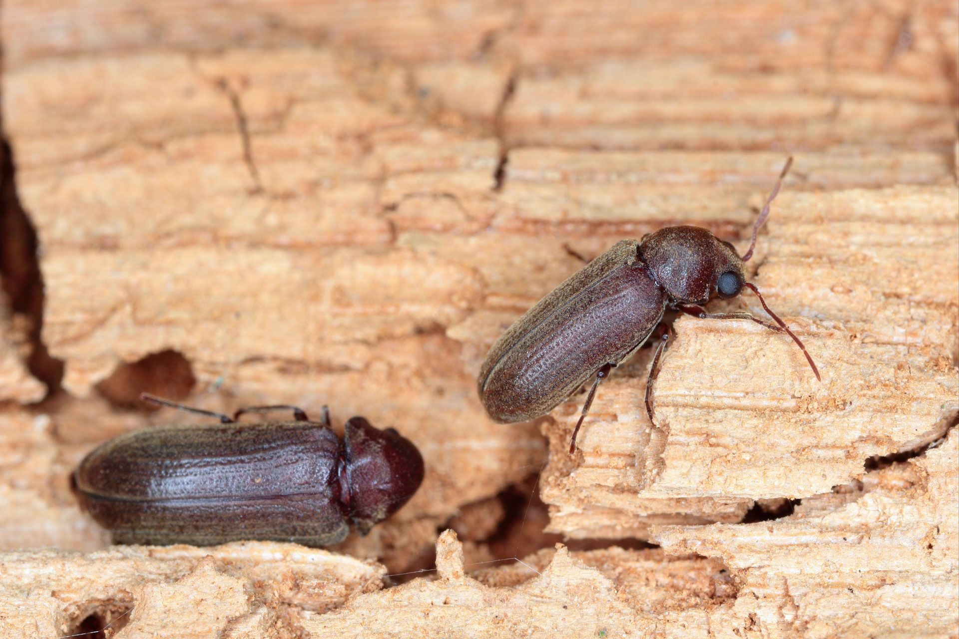 Two dark brown beetles on wood, one upright, one on its side.