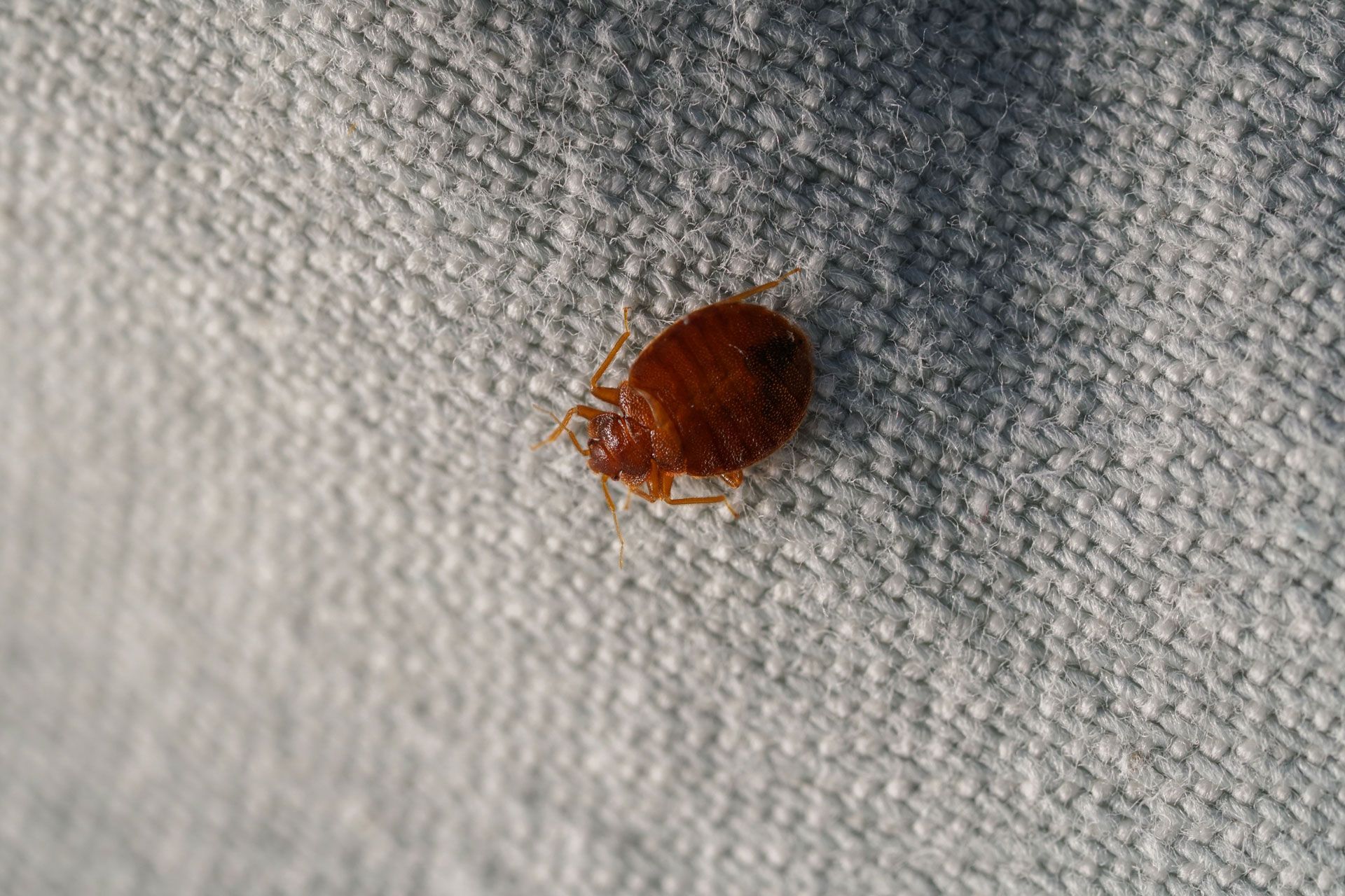 Brown bed bug on a light-colored fabric, with a visible segmented body.