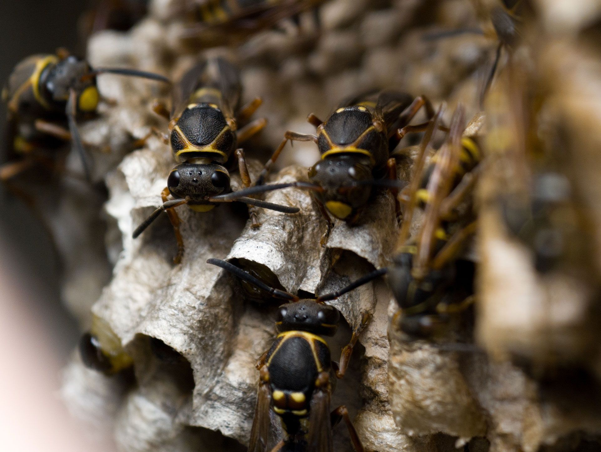 Yellow and black wasps on a gray paper nest, building, and guarding.