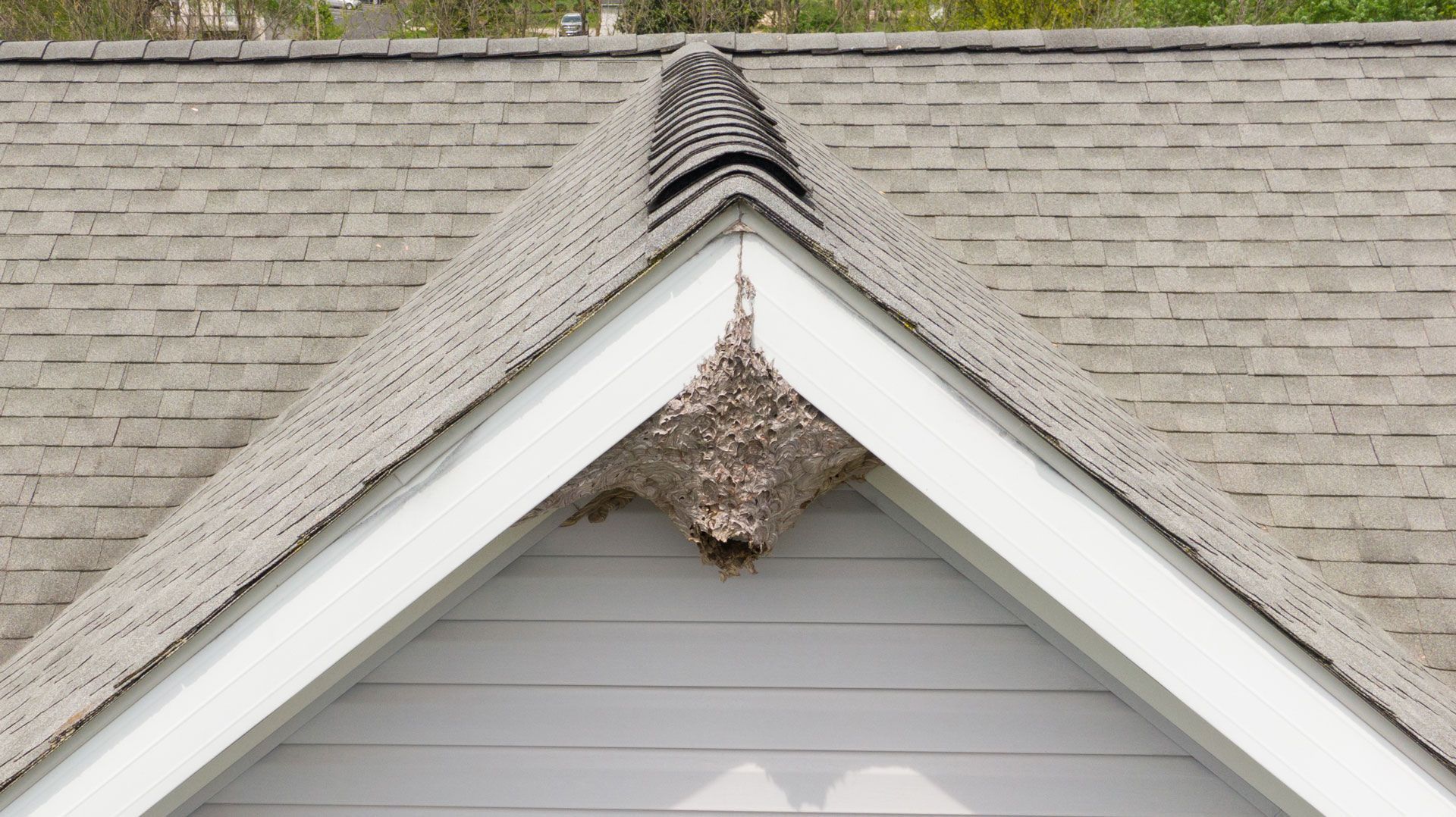 Wasp nest built under the roof of a white house.