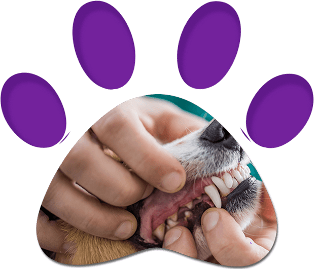 Examining Dog's Dental Health — Penrith, NSW — Orchard Hills Veterinary Hospital