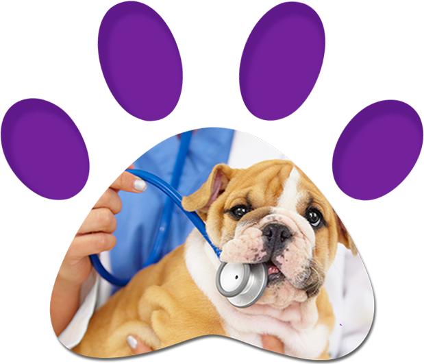 Vet Checking The Bulldog Puppy's Heartbeat — Penrith, NSW — Orchard Hills Veterinary Hospital