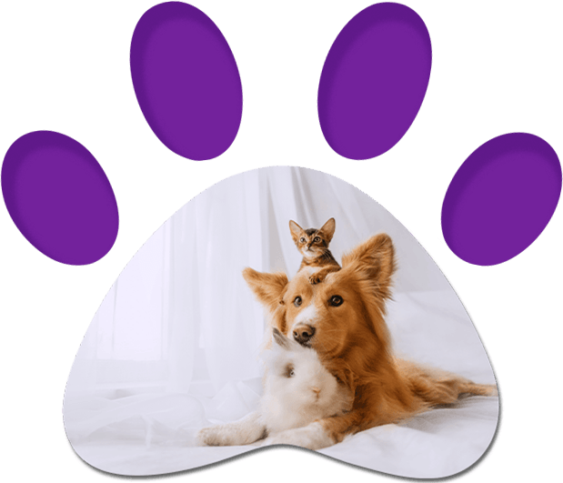 Dog, Cat & Rabbit — Penrith, NSW — Orchard Hills Veterinary Hospital